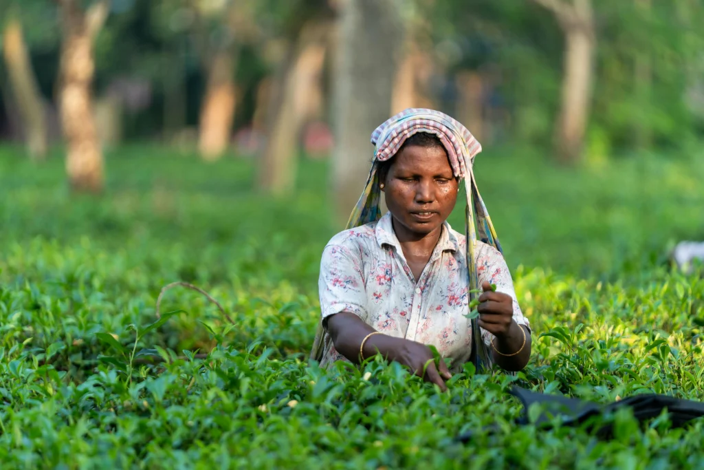 Tea plantation worker picking leaves in the hill country on a 7-day Sri Lanka tour