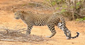 Yala National Park Safari – 1 or 2 Days