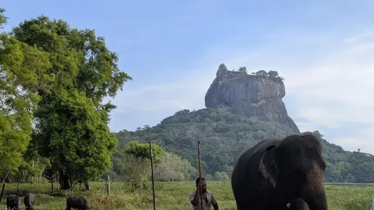 Sigiriya Day Trip from Colombo: How Far, How Long, What It Costs 4 Sigiriya rock fortress rising above the dry-zone plain near Sigiriya, Sri Lanka, with a working elephant and its mahout in the foreground